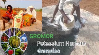 GROMOR Potassium Humates Granules వరిలో ఎన్ని రోజులు కు వేయాలి పూర్తి వివరాలు [upl. by Maurise]