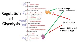 Regulation of Glycolysis  allosteric and transcriptional control [upl. by Llebasi]