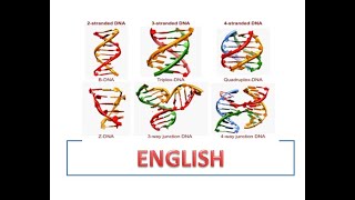 Structure of ds DNADNA structure and functiondouble stranded DNADNA double helix DNA duplex [upl. by Estes]