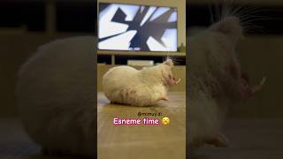 Esneme time 😂 esneyen uykulu hamster Mimuy evcilhayvan evcil hayvan [upl. by Asli495]