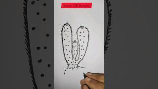 how to draw SyconScypha diagram easy stepshorts diagram viral drawing dailylearn [upl. by Lledal]