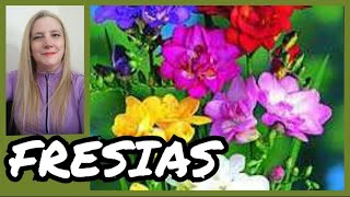 🌷FRESIAS FLORES✔️Fresia Planta Cuidados y ReproducciónVeronicaCampaniniPlantas [upl. by Amsirahc724]