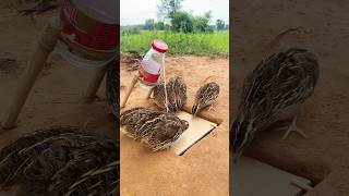 Simple Bird Trap  Amazing Quail Trap shorts [upl. by Pembroke]