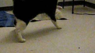 ataxia cat walking [upl. by Jan]