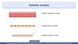 VIDEHISTO 04  Tejido epitelial  Generalidades y epitelio de revestimiento [upl. by Ylurt]