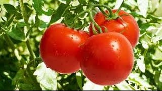 Cultivo Bajo Invernadero de Tomate y Hortalizas Tipo Gourmet  TvAgro por Juan Gonzalo Angel [upl. by Bohlen]