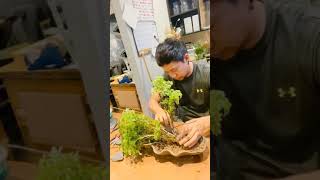 How to Make Ming Aralia houseplant into forest style bonsai I [upl. by Helyn]