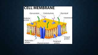 Plasmalogens and healthy cell membranes [upl. by Llenil]