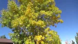 Arizona Ash in fall color  Fraxinus velutina [upl. by Logan208]