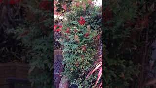 Sacred bamboo Nandina domestica  shrub  February 2018 [upl. by Aubin]