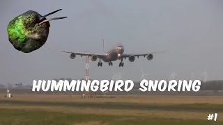 hummingbird snoring [upl. by Beau]