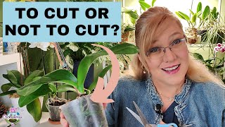 How To Know Which Orchid Roots to Cut Focus on Yellow Roots [upl. by Sucram574]