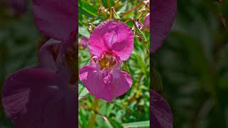 Himalayan Balsam Impatiens glandulifera [upl. by Eleumas317]