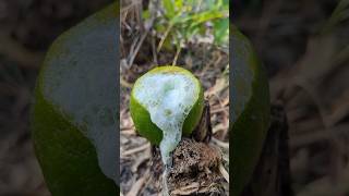 Survival Skills Crafting a Glass from Fresh Fruit in Nature camping bushcraft outdoors lifehack [upl. by Hernandez]