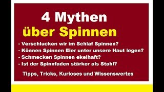 4 Mythen über Spinne Essen wir nachts Spinnen Legen Spinnen Eier unter unsere Haut [upl. by Horatia]