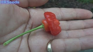 ⟹ Rocotillo Pepper  Capsicum annuum  Pod Review [upl. by Grange]