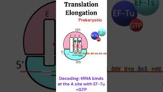 Prokaryotic Translation Elongation Protein synthesis animation biology [upl. by Calmas]