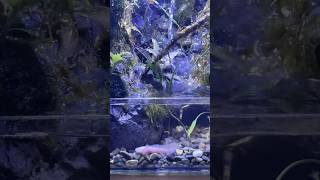 Maintenance aquascape paludarium paludariumindonesia axolotl fyp [upl. by Atsirtal]