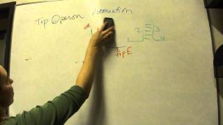 Trp Operon Attenuation CSUMB Genetics Fall 2010 Tyler [upl. by Ezitram]