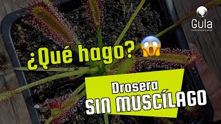 Drosera sin muscilago ¿Qué hacer [upl. by Annasoh]