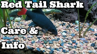 Red Tail Shark Care and Information [upl. by Yhtuv]