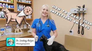 How to Treat Generalized Skin Infections on Cats [upl. by Sol657]