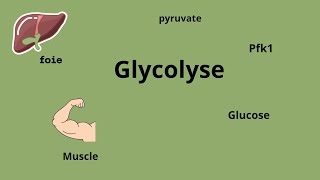 Biochimie  Glycolyse  les réactions [upl. by Nrol83]