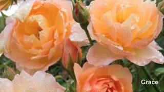 David Austin English Rose Collection Revised [upl. by Boynton]