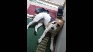 Epilepsy focal seizure in a Jack Russel male [upl. by Marleah]