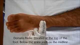 Locating Pulse  Posterior Tibial Dorsalis Pedis Popliteal and Femoral Pulse page 2 of 3 [upl. by Adnocahs241]