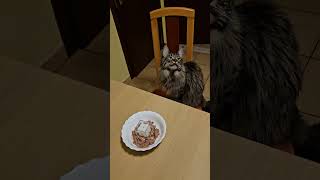 SISSY 1 YEAR mainecoon kitten cat cute [upl. by Hebner]