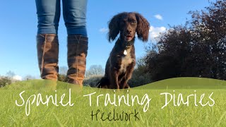 Gundog Training  Heelwork [upl. by Innos]