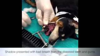 Canine periodontal treatment [upl. by Esinaej364]