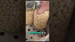 Pressure Canning Beans 🫘 homestead canning canningandpreserving homemade homegrown [upl. by Enywad]