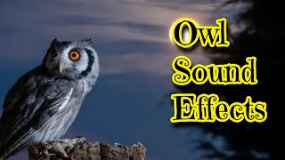 Owl Sound Effects [upl. by Konrad61]