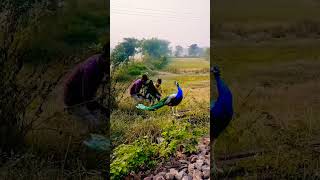 Real peacock catching VFX funny videos peacock vfx shorts funnyvideostrendingshorts [upl. by Spevek]