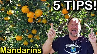 5 Tips How to Grow a TON of Mandarins on Just One Tree Organically [upl. by Norrahs]