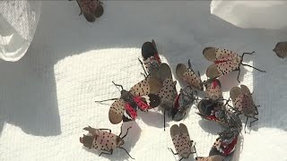 Spotted Lanternfly be on lookout for this invasive species [upl. by Sherrard]