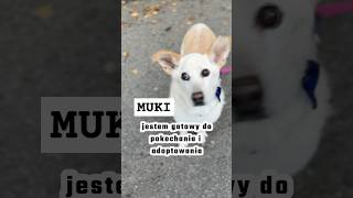 MUKI  jest gotowy do pokochania i adoptowania  czytaj opis  pies adoptme wolontariat dog [upl. by Fabron]