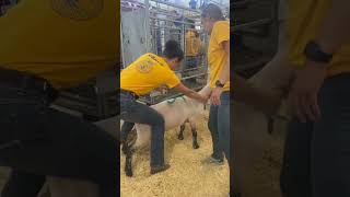 Shearing Competition Explained [upl. by Dorkus]