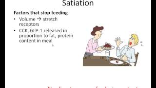 Regulation of Satiety and Satiation [upl. by Ahsiad]