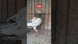 এ কবুতর টা সেল করা হবে❤️‍🩹kobutor99 pigeon kabutar কবুতর কবুতরেরস্যালাইনখাওয়ানোরনিয়ম ❤️❤️ [upl. by Fredric]