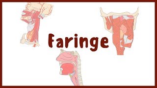 ANATOMÍA  Faringe Nasofaringe Orofaringe y Laringolaringe  BLASTO [upl. by Ennaegroeg]