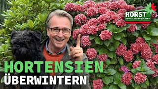 Bauernhortensien überwintern  Horst sein Schrebergarten [upl. by Ringsmuth290]