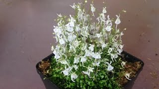 repotting utricularia sandersonii [upl. by Amsirak]