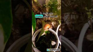 should we keep Snails as a pet in Aquariums [upl. by Atikihc990]