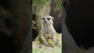 UN SURICATE QUI CRIE ALLAHUAHKBAR [upl. by Greenleaf]