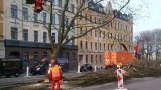 Chemnitz Baumfällung auf der Reichenhainer Straße [upl. by Milson941]