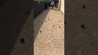 Pétanque Double carreau incroyable 😎 petanqueplayer petanqueeverywhere loisir [upl. by Nnewg]