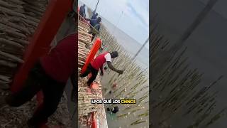 ¿Por qué China está colocando madera bajo el agua 🤔 [upl. by Enilav]